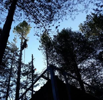 TALA Y PODA EN ALTURA DE ÁRBOLES  Cádiz 