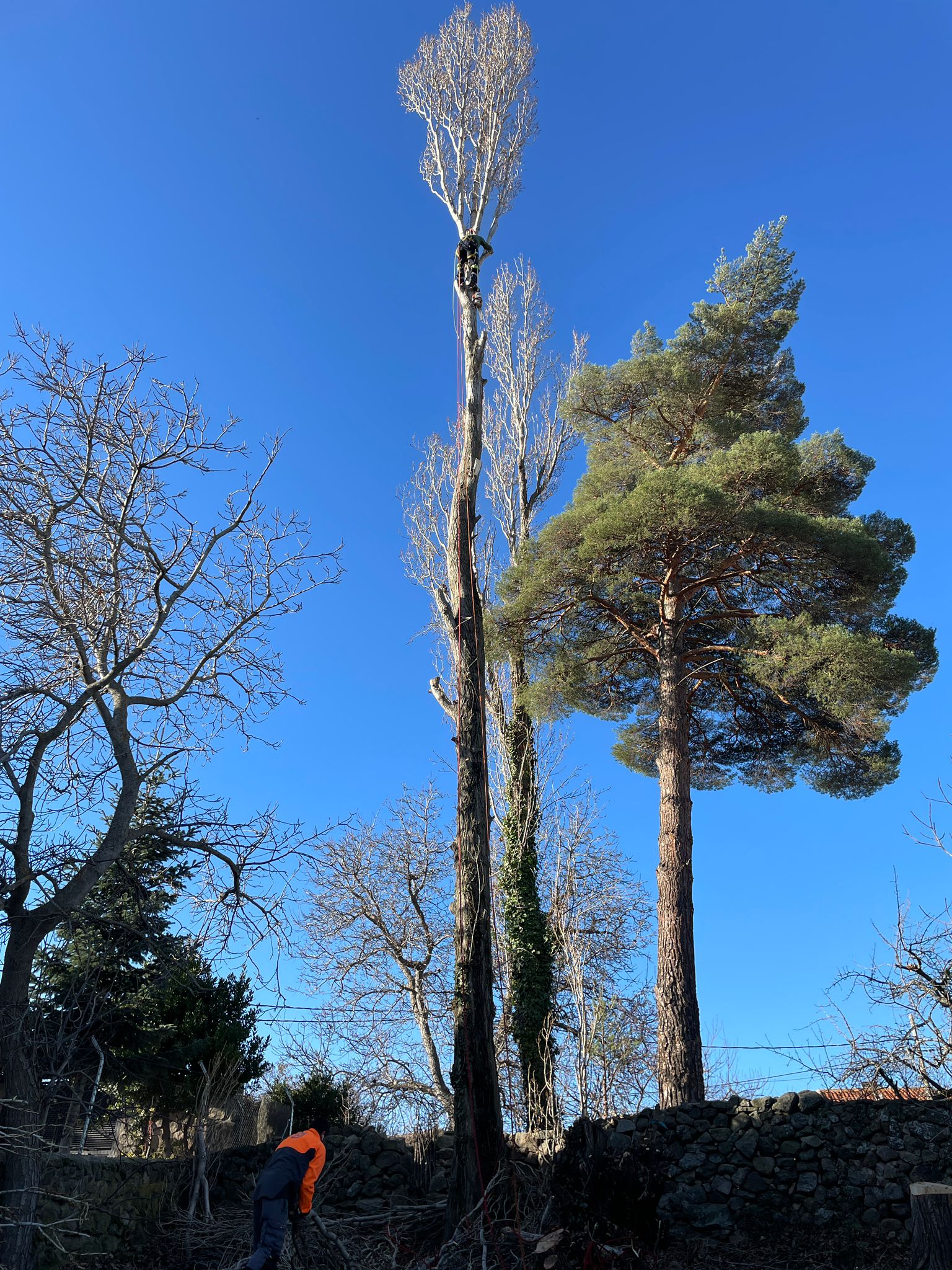 Tala y poda de árboles en altura Cádiz Podas y talas de árboles en altura Cádiz