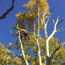 Podas y talas en altura árboles Jaén